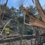 Clear Ice-Damaged Limbs from Walnut Creek Metropolitan Park