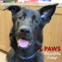 Animal Care: DOGS