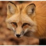 Animal Care Intern