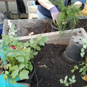 PS - 2027 Plant Sale Spring Potting Parties - WSU Pierce County Master ...
