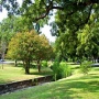 Adams-Hemphill Creek Cleanup and Tree Mulching