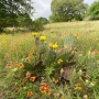 Bauerle Ranch Park Spring Forward Maintenance