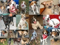 Animal Adoption and Rescue Foundation (AARF) logo