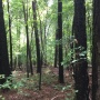 Beech Haven Restoration Days