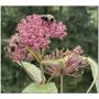 *WALK-UP REGISTRATION* Shoal Creek Sanctuary - Conservation Land Restoration