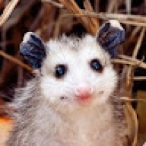 Christi Kirshbaum Avatar