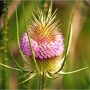 Boulder Reservoir Natural Lands Restoration