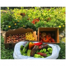 Campus Garden logo