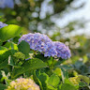 Gerlin Leu