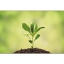 Walnut Creek - Restoration