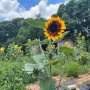Volunteer at Williams Farm