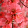 Austin Area Garden Center