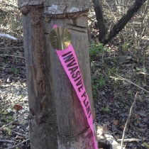 Keep Walnut Creek Wild logo