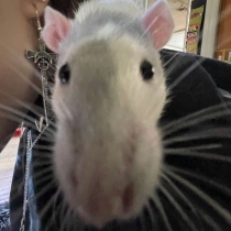 Monty Caruso