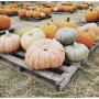 Help Prepare a Pumpkin Patch!