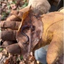 Agnes Scott - Audubon Wildlife Habitat | Invasive Pull Volunteer Day