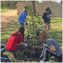 Wells Branch Disc Golf Course - Tree mulching and planting
