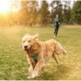 Help Walk Dogs!