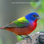 Self-Guided Bird Surveying (Non-Summer Hours)