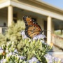 Visitor Center Naturalist