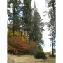 Forest Management and/or Advice
