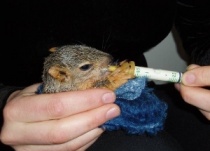 Ohlone Humane Society Wildlife Rehabilitation Center logo