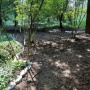 Invasive Species Removal - Workday in the Greenspace