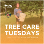 Tree Care Tuesday in Live Oak Meadow