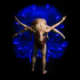 PILOBOLUS - BIG FIVE-OH!