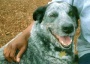 Project POOCH