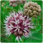 Boulder Reservoir Native Seed Collection