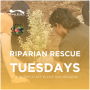 Riparian Rescue Tuesday in Live Oak Meadow