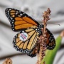 Roots & Wings Celebration at Zilker Botanical Garden