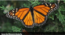 Balcones Canyonlands National Wildlife Refuge logo