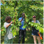 Farm Philly Volunteer Days: Cherry Harvest! - June 4th