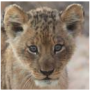 FIU Nature Preserve Panther Cubs Request