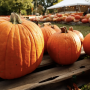 October 17th Service on Saturday: Second Baptist Church  Pumpkin Patch