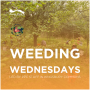 Weeding Wednesday in Kingsbury Commons