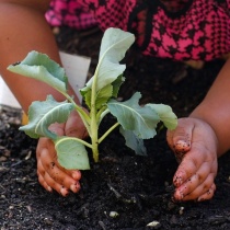 The Lunchbox Garden Project logo
