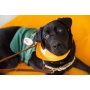 Volunteer Puppy Partners with SMSD