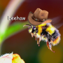 APR Native Bee Monitoring Project