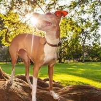 Nate's Greyhound Rescue logo