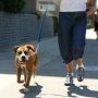 Dog Walking and Socialization