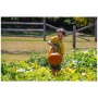 BREC Magnolia Mound Pumpkin Patch