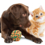 Cat/Dog Toy Making