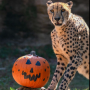 Zoo Boo at Memphis Zoo