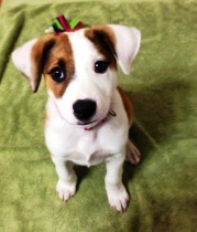 Austin Animal Center Volunteer & Foster Information logo