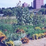 Garden Work Party at Koppel Community Gardens (Fridays)
