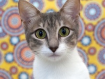 Cat Enrichment logo