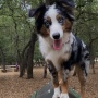 Help Mulch a Dog Park!